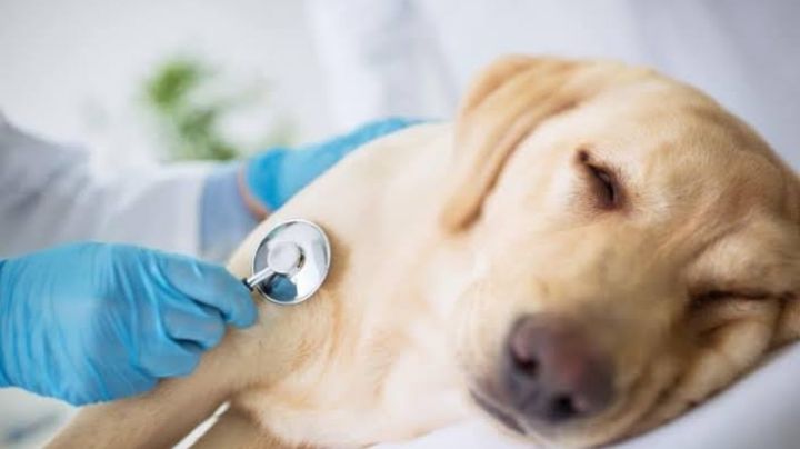 Perritos de Estados Unidos se están MURIENDO por esta enfermedad inusual y nadie entiende qué pasa