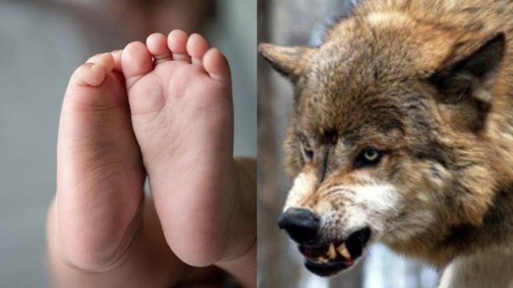 Bebé de tres meses es ASESINADO por su perro: descubren que era un híbrido de LOBO