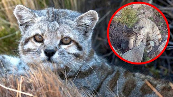 "Aparece 'Gato Fantasma'": Captan en VIDEO a gato andino con su bebé que está en peligro de extinción