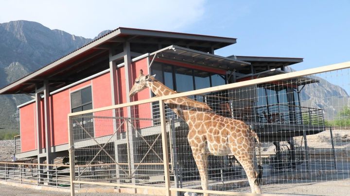 Xhant: Conoce el primer hotel con jirafas y animales exóticos de México
