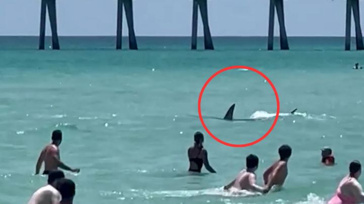 TIBURÓN aparece en playas de Miami y ATERRORIZA a turistas: "¡Salgan del agua!"