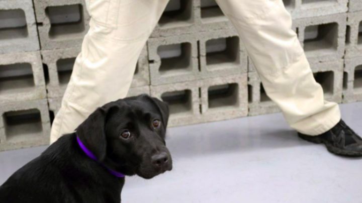 Lulú, la perrita que fue despedida por la CIA debido a una 'divertida' razón