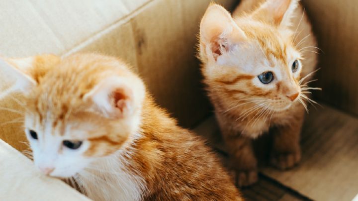 Día del Gato: ¿Por qué los ‘michis’ adoran las cajas de cartón? Aquí 5 razones