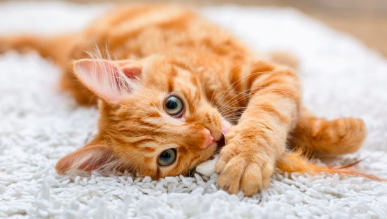 Cinco frutas que son saludables para los gatos