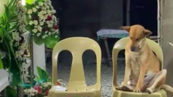 VIRAL: Perrito se queda dormido en pleno velorio de su dueña y conmueve en redes sociales